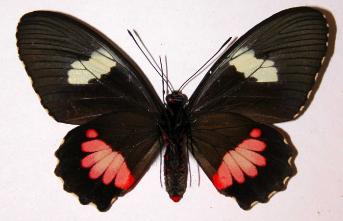 Fig.2. Adulto vista ventral de la hembra <i>Parides lycimenes</i></i> (Papilionidae), mide 72mm Tangelo Sector Del Oro, 410 m. 01-SRNP-9910.01-DHJ34407.
