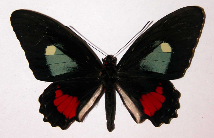 Fig.3. Adulto vista dorsal de la hembra <i>Parides lycimenes</i></i> (Papilionidae). Vado Rio Cucaracho Sector San Cristobal, 640 m. 99-SRNP-5554-DHJ34408.