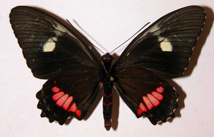 Fig.4  Adulto vista dorsal de la hembra <i>Parides lycimenes</i></i> (Papilionidae), mide 78mm. Vado Rio Cucaracho Sector San Cristobal, 640m. 99-SRNP-5554-DHJ34409.