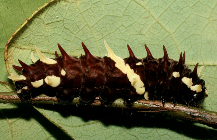 Fig.5 Larva <i>Parides lycimenes</i></i>(Papilionidae). Medrano Sector Pitilla, 300 m. 08-SRNP-72210-DHJ447198.