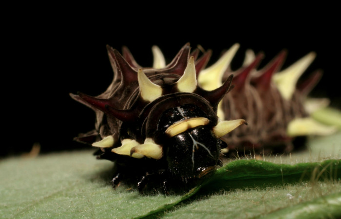 Fig.7  Larva <i>Parides lycimenes</i></i> (Papilionidae). Medrano Sector Pitilla, 440 m. 06-SRNP-31315-DHJ425123. 