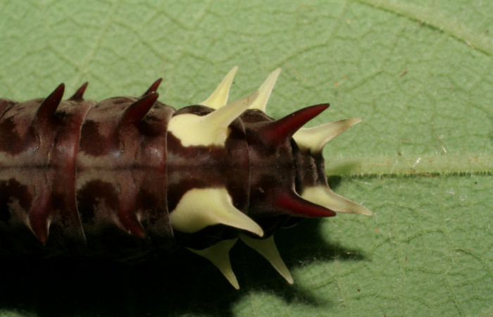Fg.8. Larva <i>Parides lycimenes</i></i> (Papilionidae). Medrano Sector Pitilla, 440 m. 06 -SRNP-31315-DHJ425120. 