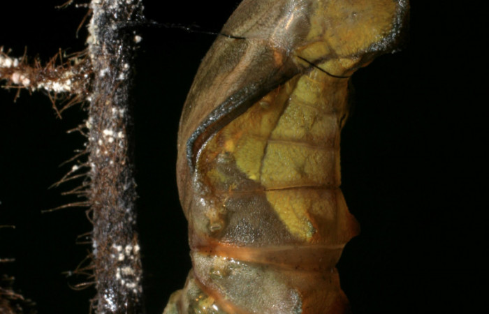 Fg.9. Pupa <i>Parides lycimenes</i></i> (Papilionidae). Pasmompa Sector Pitilla, 440 m. 08-SRNP-32992-DHJ449236.