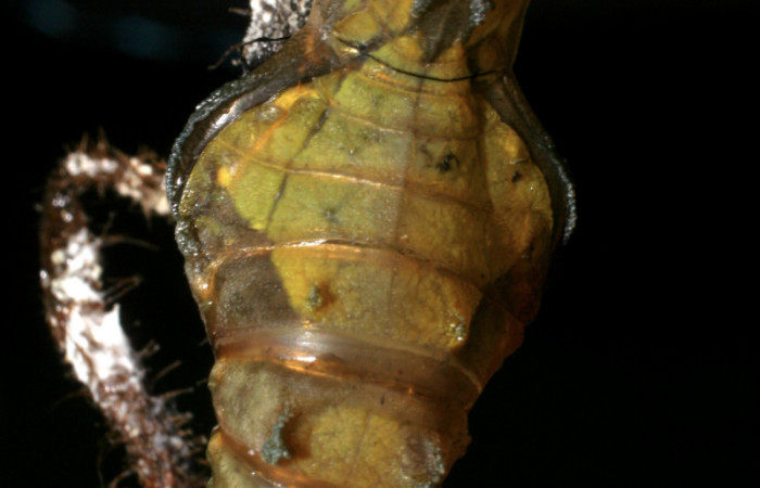 Fg.10. Pupa <i>Parides lycimenes</i></i> (Papilionidae). Pasmompa Sector Pitilla,, 440 m. 08-SRNP-32992-DHJ449238.