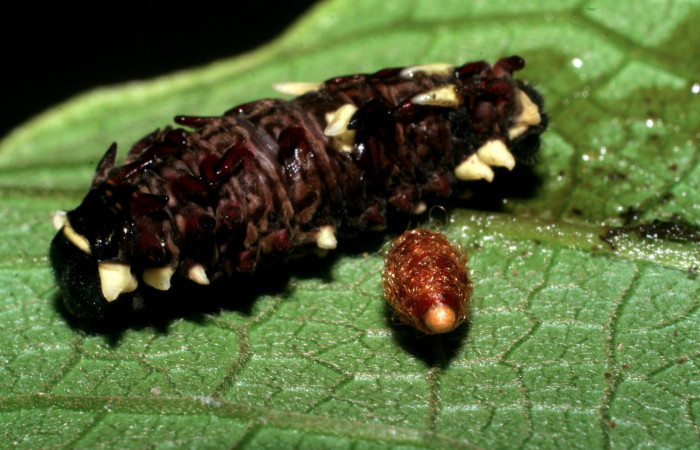 Fg.11. Parasito (Chalcididae) <i>Parides lycimenes</i></i> (Papilionidae). Tajo Angeles Sector San Cristobal, 540 m. 08-SRNP-6038-DHJ445068.