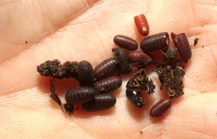 Fg.12. Parasito de (Tachinidae) <i>Parides lycimenes</i></i> (Papilionidae).Medrano Sector Santa Pitilla, 380 m. 13-SRNP-77607-DHJ804742.