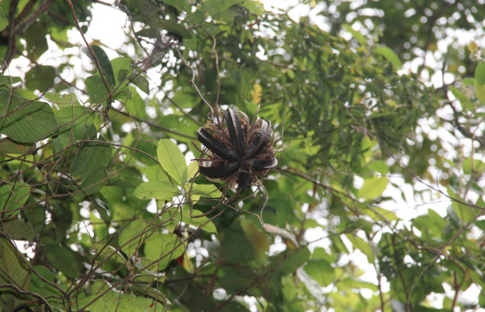 Fg.13. Fruto maduro<i>Aristolochia tonduzii</i></i> (Aristolochiaceae) de <i>Parides lycimenes</i></i> (Papilionidae). Sector Mundo Nuevo La Perla, 325 m.