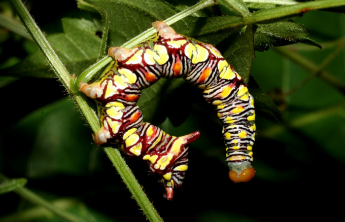 Fig. 4. <i>Didugua leona</i></i> (Notodontidae), esta una posición muy característica de esta familia es sostenerse con sus propatas y se quedan en una posición semi colgando hacia tras. Area de Conservación Guanacaste, Sector El Hacha, Vuelta Peligrosa. (12-SRNP-21560-DHJ493321.jpg).