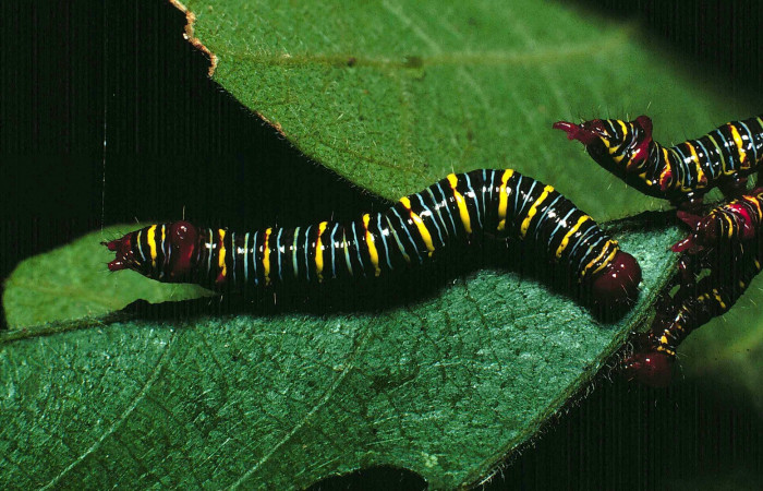 Fig. 5. <i>Didugua argentilinea</i></i> (Notodontidae), Area de Consevación Guanacaste, Sector Santa Rosa, Cerco de Piedra. (87-SRNP-1131-DHJ10218.jpg).