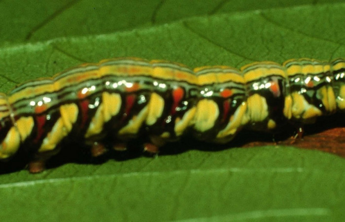 Fig. 1. Larva último estadio de <i>Didugua beckeri</i></i> (Notodontidae). Area de Conservación Guanacaste, Sector Cacao, Sendero Nayo. (97-SRNP-1513-DHJ41627.jpg).
