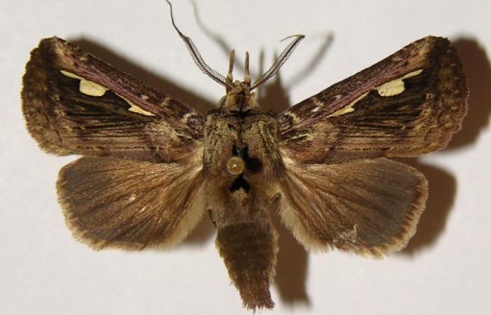 Fig. 2. <i>Didugua beckeri</i></i> (Notodontidae), adulto, vista dorsal. Area de Conservación Guanacaste, Sector Cacao, Estación Biológica Cacao, Sendero Nayo. (99-SRNP-1185-DHJ301874).