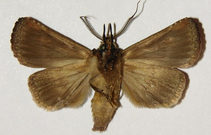 ig. 3. <i>Didugua beckeri</i></i> (Notodontidae), adulto, vista ventral. Area de Conservación Guanacaste, Sector Cacao, Estación Biológica Cacao, Sendero Nayo. (99-SRNP-1185-DHJ301875).