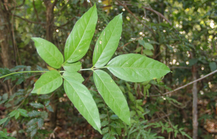 Fig. 7. Haz o cara superior de <i>Serjania atrolineata</i></i> familia Sapindaceae, planta hospedera de <i>Didugua beckeri</i></i> (Notodontidae). Area de Conservación Guanacaste, Serctor Santa Rosa, Bosque Húmedo. Foto Parataxónoma Dunia Garcia 02/20/2019.