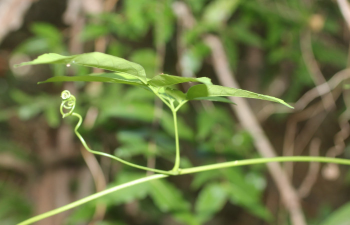 Fig. 8. <i>Serjania atrolineata</i></i> familia Sapindaceae, hoja con zarcillo muy visible, planta hospedera de <i>Didugua beckeri</i></i> (Notodontidae). Area de Conservación Guanacaste, Serctor Santa Rosa, Bosque Húmedo. Foto Parataxónoma Dunia Garcia 02/20/2019.