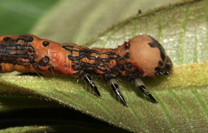 Figura 10. Lateral tórax, <i>Ypsora selenodes</i></i> (Erebidae), larva en penúltimo estadío 36 mm. Foto: 19/abril/2019. Voucher: 19-SRNP-30563-DHJ764434.jpg.