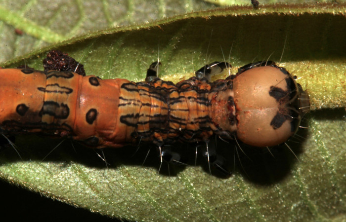 Figura 11. Dorsal tórax, <i>Ypsora selenodes</i></i> Erebidae), larva en penúltimo estadío 36 mm. Foto: 19/abril/2019. Voucher: 19-SRNP-30563-DHJ764435.jpg.