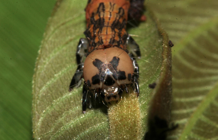 Figura 12. Cabeza de frente, <i>Ypsora selenodes</i></i> (Erebidae), larva en penúltimo estadío 36 mm. Foto: 19/abril/2019. Voucher: 19-SRNP-30563-DHJ764436.jpg.