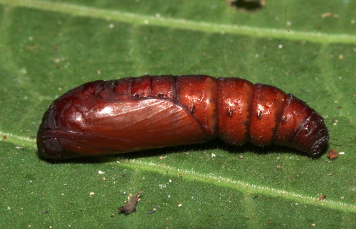 Figura 13. Pupa lateral <i>Ypsora selenodes</i></i> (Erebidae), 18 mm. Foto: 07/Mayo/2019. Voucher: 19-SRNP-30589-DHJ764801.jpg.
