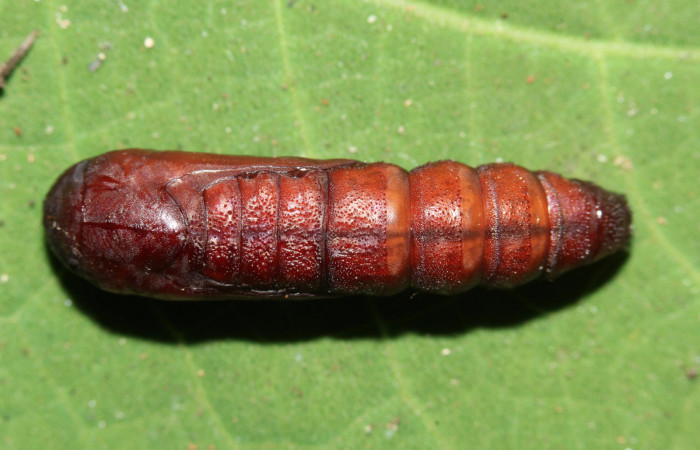 Figura 14. Pupa dorsal <i>Ypsora selenodes</i></i> (Erebidae), 18 mm. Foto: 07/Mayo/2019. Voucher: 19-SRNP-30589-DHJ764802.jpg.