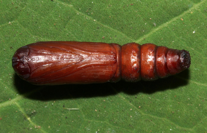 Figura 15. Pupa ventral <i>Ypsora selenodes</i></i> (Erebidae), 18 mm. Foto: 07/Mayo/2019. Voucher: 19-SRNP-30589-DHJ764803.jpg.Figura 16. Pupa de frente <i>Ypsora selenodes</i></i> (Erebidae), 18 mm. Foto: 07/Mayo/2019. Voucher: 19-SRNP-30589-DHJ764804.jpg.