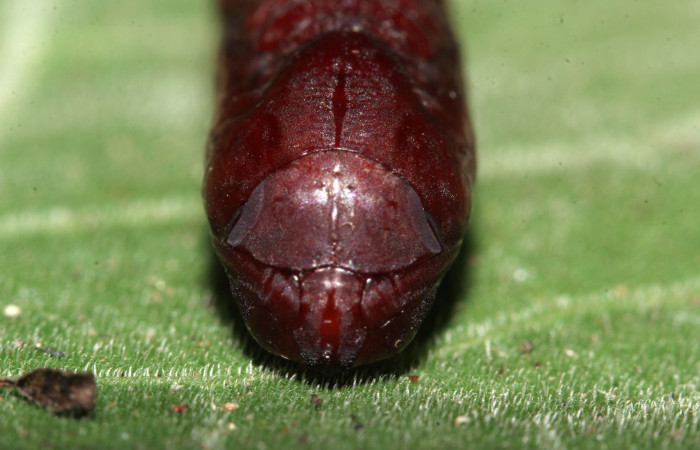 Figura 16. Pupa de frente <i>Ypsora selenodes</i></i> (Erebidae), 18 mm. Foto: 07/Mayo/2019. Voucher: 19-SRNP-30589-DHJ764804.jpg.