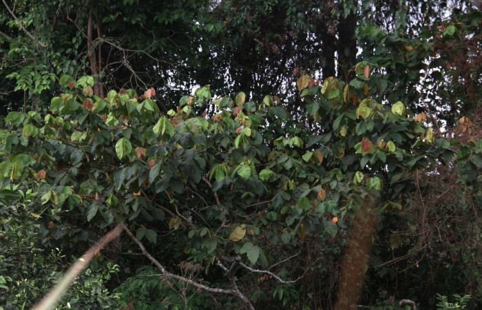 Figura 17. Planta hospedera de <i>Ypsora selenodes</i></i> (Erebidae), Inga oerstediana (Fabaceae), se puede apreciar las hojas rojas muy tiernas. Foto: Freddy Quesada Quesada . Fecha 13/mayo/2019. 