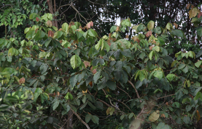 Figura 18. Planta hospedera de <i>Ypsora selenodes</i></i> (Erebidae), Inga oerstediana (Fabaceae), se puede apreciar las hojas rojas muy tiernas. Foto: Freddy Quesada Quesada . Fecha 13/mayo/2019. 