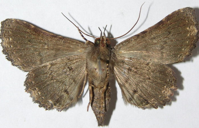 Figura 2. Vista ventral, <i>Ypsora selenodes</i></i> (Erebidae). Envergadura alar 38 mm. Voucher: 07-SRNP-47438-DHJ397189.jpg.