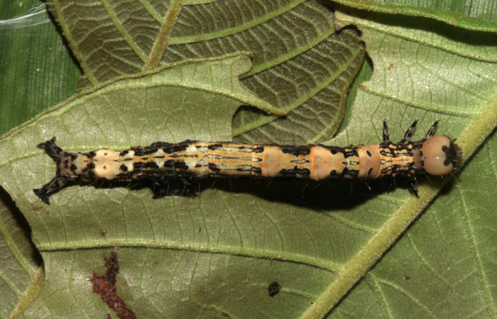Figura 4. Vista dorsal, <i>Ypsora selenodes</i></i> (Erebidae), larva en último estadío 42 mm. Foto: 19/abril/2019. Voucher: 19-SRNP-30589-DHJ764509.jpg.