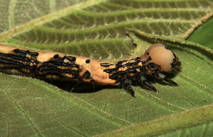 Figura 5. Lareral tórax, <i>Ypsora selenodes</i></i> (Erebidae), larva en último estadío 42 mm. Foto: 19/abril/2019. Voucher: 19-SRNP-30589-DHJ764511.jpg.