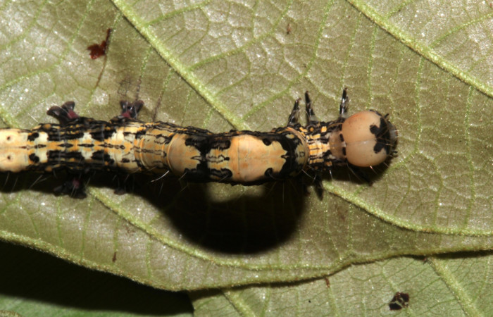 Figura 6. Dorsal tórax, <i>Ypsora selenodes</i></i>(Erebidae), larva en último estadío 42 mm. Foto: 19/abril/2019. Voucher: 19-SRNP-30589-DHJ764512.jpg.