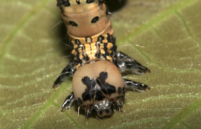 Figura 7. Cabeza de frente, <i>Ypsora selenodes</i></i>(Erebidae), larva en último estadío 42 mm. Foto: 19/abril/2019. Voucher: 19-SRNP-30589-DHJ764513.jpg.