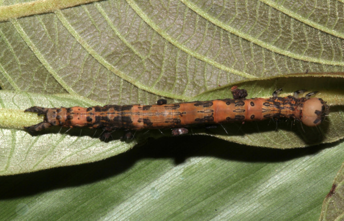 Figura 8. Vista dorsal, <i>Ypsora selenodes</i></i> (Erebidae), larva en penúltimo estadío 36 mm. Foto: 19/abril/2019. Voucher: 19-SRNP-30563-DHJ764428.jpg.