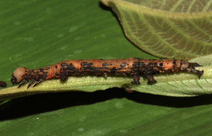 Figura 9. Vista lateral, <i>Ypsora selenodes</i></i> (Erebidae), larva en penúltimo estadío 36 mm. Foto: 19/abril/2019. Voucher: 19-SRNP-30563-DHJ764429.jpg.