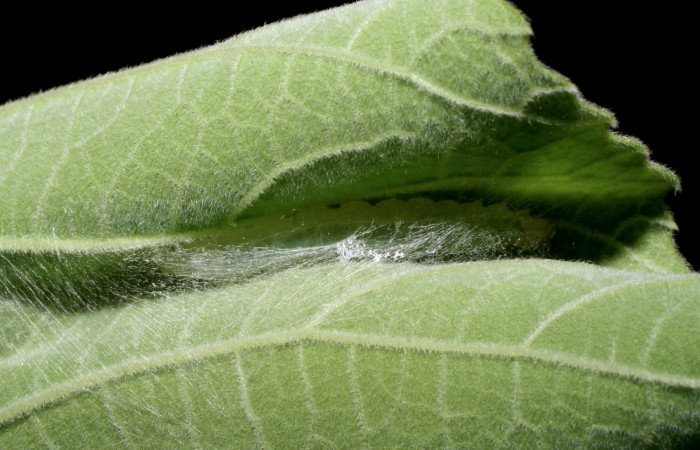 Fig.8 Observamos larva  <i>Aponia itzalis</i></i> (Crambidae), reposando dentro de la casita. Se colectó 20 de Junio 2010, Sector Mundo Nuevo, Estación La Perla, 325mts.(10- SRNP-55807-DHJ473313.jpg.).