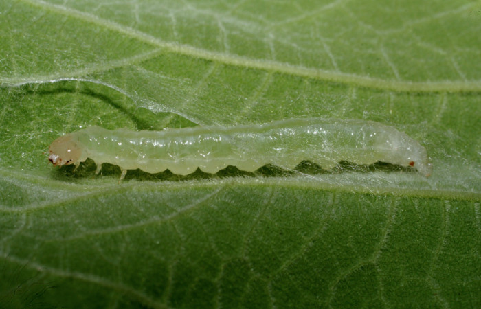 Fig.5 Vista lateral, <i>Aponia itzalis</i></i> (Crambidae). Se colectó 20 de Junio 2010, Sector Mundo Nuevo, Estación La Perla, 325mts. (10-SRNP-55807-DHJ473317.jpg.).