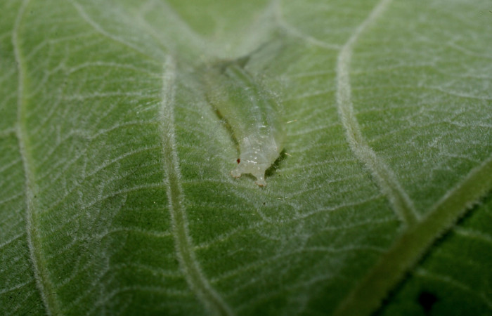 Fig.7 Vista cola, <i>Aponia itzalis</i></i> (Crambidae). Se colectó 20 de Junio 2010, Sector Mundo Nuevo, Estación La Perla, 325mts.(10-SRNP-55807-DHJ473319.jpg.).