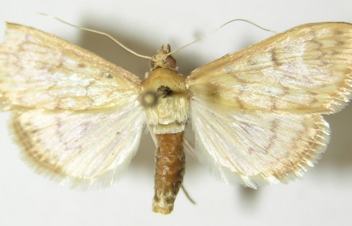 Fig.1 Vista dorsal, hembra <i>Aponia itzalis</i></i> (Crambidae). Eclosionó 08 Julio 2010, Sector Mundo Nuevo, Estación La Perla, 325mts. (10-SRNP-55807- DHJ536122.jpg.).
