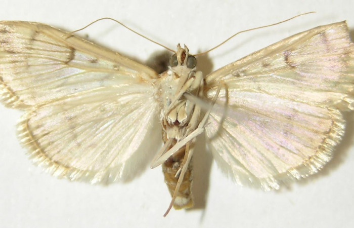 Fig.2 Vista ventral hembra <i>Aponia itzalis</i></i>, (Crambidae). Eclosionó 08 Julio 2010, Sector Mundo Nuevo, Estación La Perla, 325mts. (10-SRNP-55807- DHJ536123.jpg.).