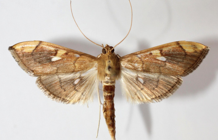 Fig.3 Vista dorsal macho <i>Aponia itzalis</i></i>, (Crambidae). Eclosionó 02 Noviembre 2013, Sector El Hacha, Los Inocentes, 275mts. (13-SRNP-21558- DHJ591378.jpg.).