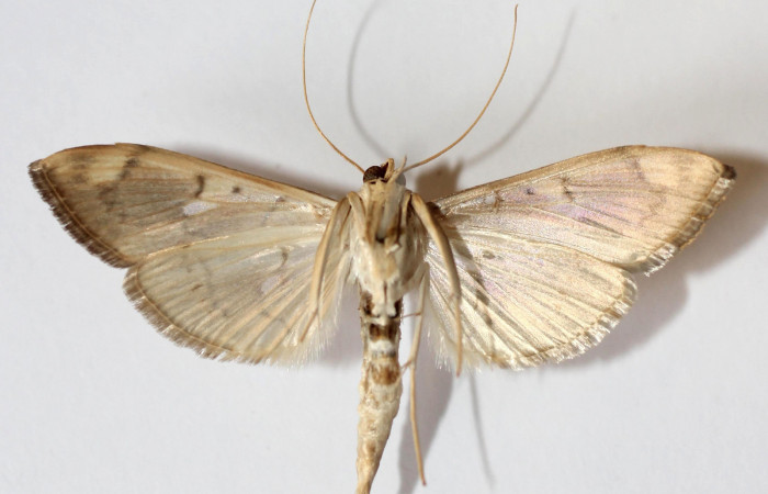 Fig.4 Vista Ventral macho <i>Aponia itzalis</i></i>, (Crambidae). Eclosionó 02 Noviembre 2013, Sector El Hacha, Los Inocentes, 275mts. (13-SRNP-21558- DHJ591379.jpg.).