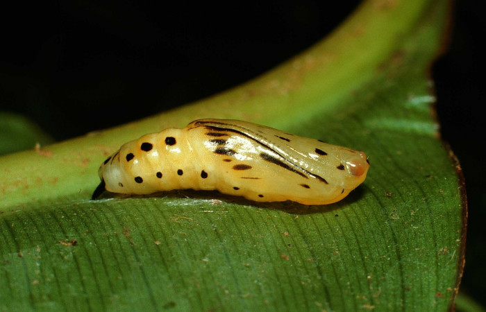 Fig. 8. Pupa <i>Tithraustes</i></i> noctilucesICG02,lateral entero último estadio,Voucher 02-SRNP-145-DHJ64240.jpg