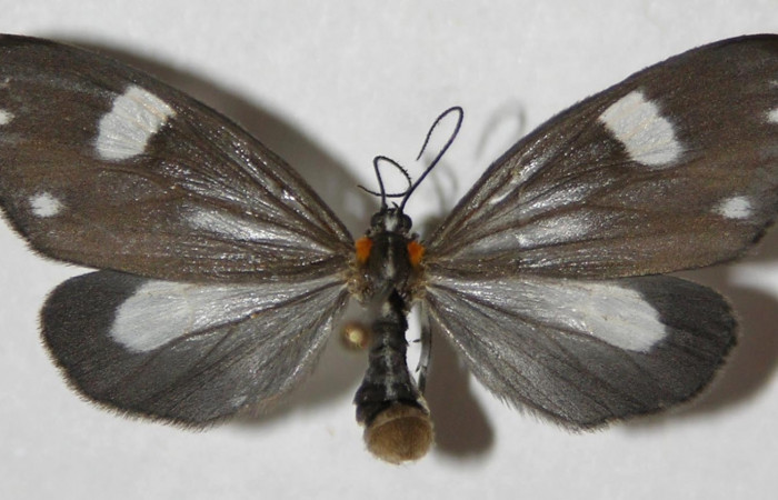 Fig. 9. Adulto <i>Tithraustes</i></i> noctilucesICG02. Vista ventral (hembra), tamaño envergadura, alas abiertas 34mm.Voucher 04-SRNP-3743-DHJ310642DHJ310642.
