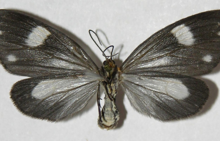 Fig. 10. Adulto <i>Tithraustes</i></i> noctilucesICG02. Vista ventral (hembra), tamaño envergadura, alas abiertas 30mm.Voucher 04-SRNP-3743-DHJ310643.
