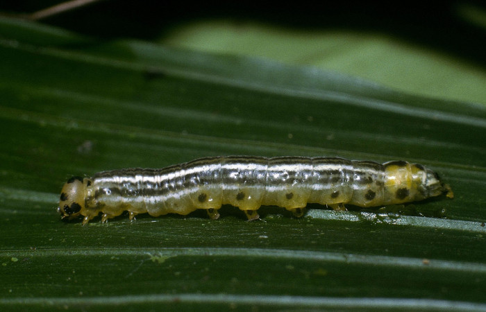 Fig  1. Larva <i>Tithraustes</i></i> noctilucesICG02,dorsal entero último estadio. Finca San Gabriel. Voucher 04-SRNP-3743-DHJ86081.jpg.