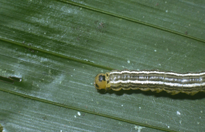 Fig 2. Larva <i>Tithraustes</i></i> noctilucesICG02. Cabeza, último estadio.    Finca San Gabriel. Voucher 04-SRNP-3743-DHJ86083.jpg.