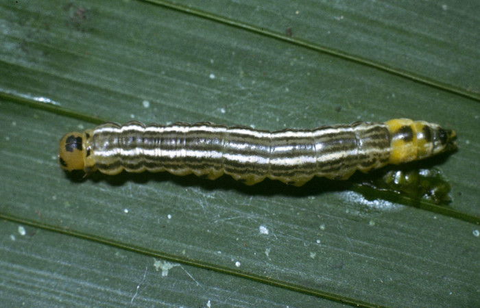 Fig 3. Larva <i>Tithraustes</i></i>  noctilucesICG02.              vista dorsal entero, último estadio. Finca San Gabriel. Voucher 04-SRNP-3743-DHJ86084.jpg.