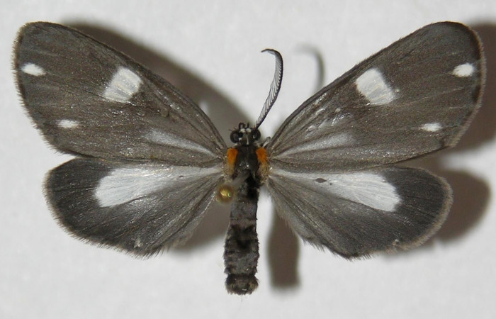 Fig. 11. Adulto <i>Tithraustes</i></i> noctilucesICG02. Vista dorsal (macho), tamaño envergadura, alas abiertas 30mm. Voucher 05-SRNP-2715-DHJ310638.
