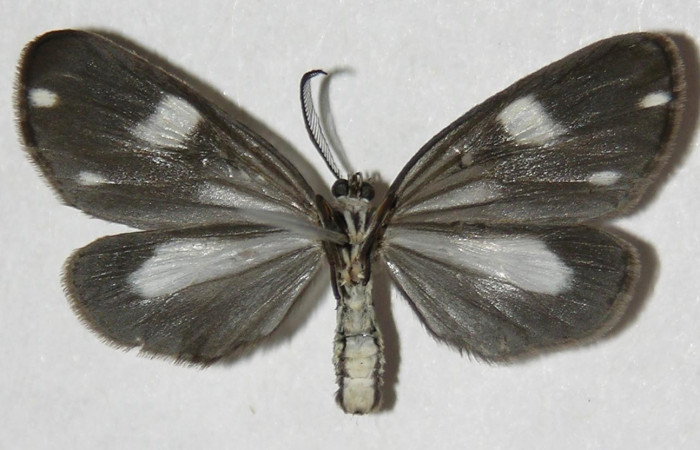 Fig. 12 Adulto <i>Tithraustes</i></i> noctilucesICG02. Vista ventral (macho), tamaño envergadura, alas abiertas 30mm. Voucher 05-SRNP-2715-DHJ310639.