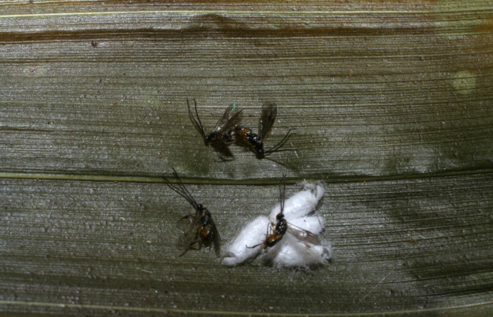 Fig. 5. Avispa de la familia Braconidae especie <i>Parapanteles</i></i> paradoxusDHJ02, subfamilia Microgastrinae, parásito de la larva <i>Tithraustes</i></i> noctilucesICG02. 
Voucher 08-SRNP-58434-DHJ449828.jpg